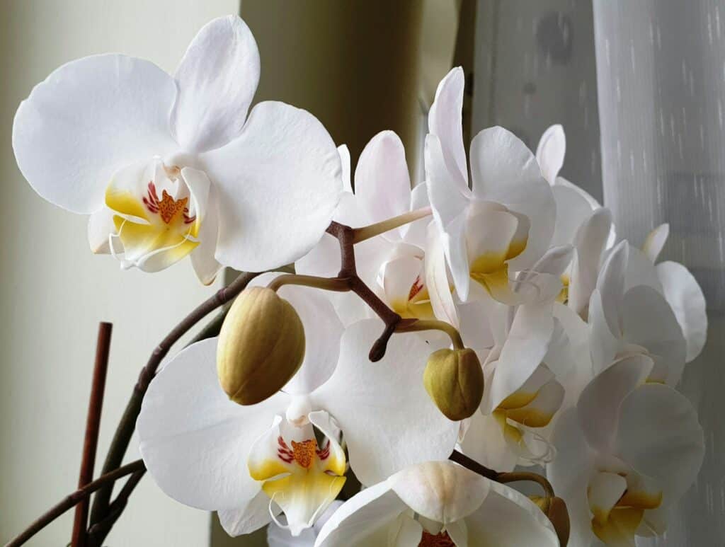 告別式花籃示意圖_3