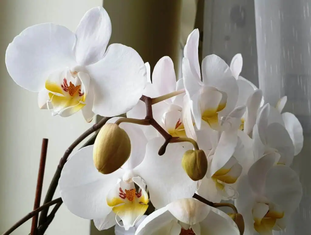 告別式花籃示意圖_3
