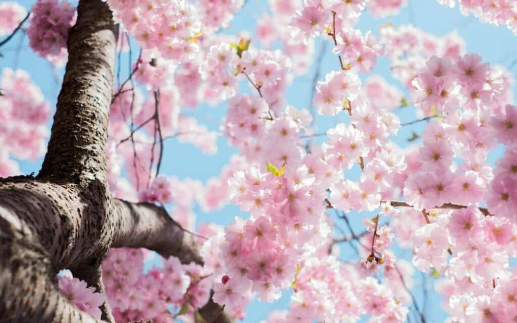 花葬_示意圖_1
