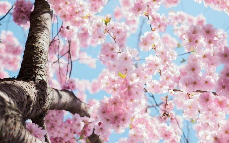 花葬_示意圖_1